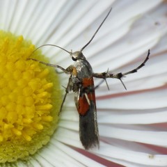 Aetole unipunctella