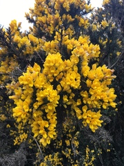 Ulex europaeus