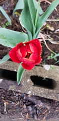 Tulipa