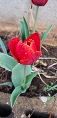 Tulipa