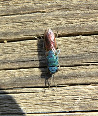 Chrysis terminata