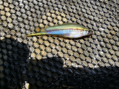 Xiphophorus hellerii