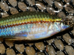 Xiphophorus hellerii