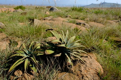 Aloe suprafoliata