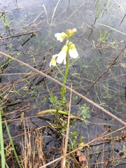 Cardamine penduliflora