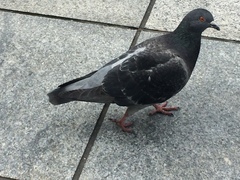 Columba livia domestica