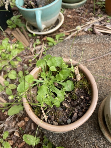 Erigeron bellioides observed 2024-02-03