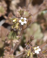 Phacelia rotundifolia
