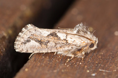 Acrolophus arcanella