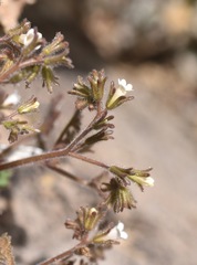 Phacelia rotundifolia