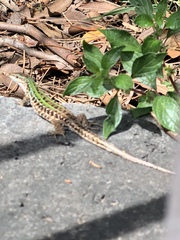 Podarcis siculus