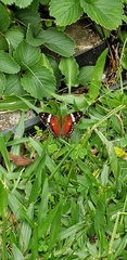 Anartia amathea