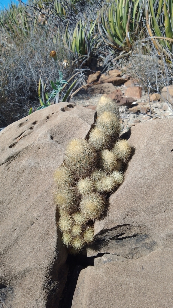 Acharagma roseanum, Coahuila, MX