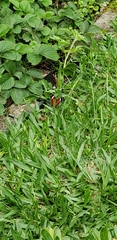 Anartia amathea