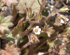 Phacelia rotundifolia