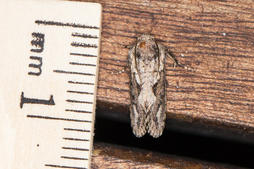 Clemens' Grass Tubeworm Moth