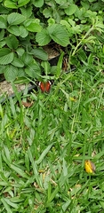 Anartia amathea