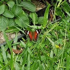 Anartia amathea