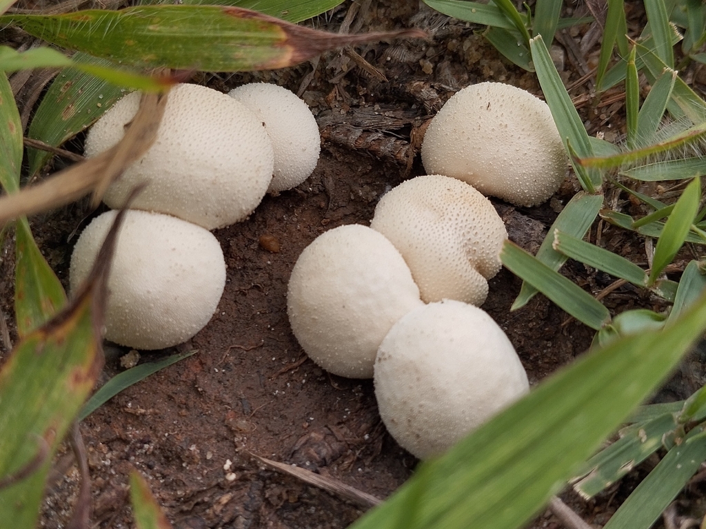 Lycoperdon pratense · January 2024 · photo: © pablocauapc (iNaturalist, cc-by)