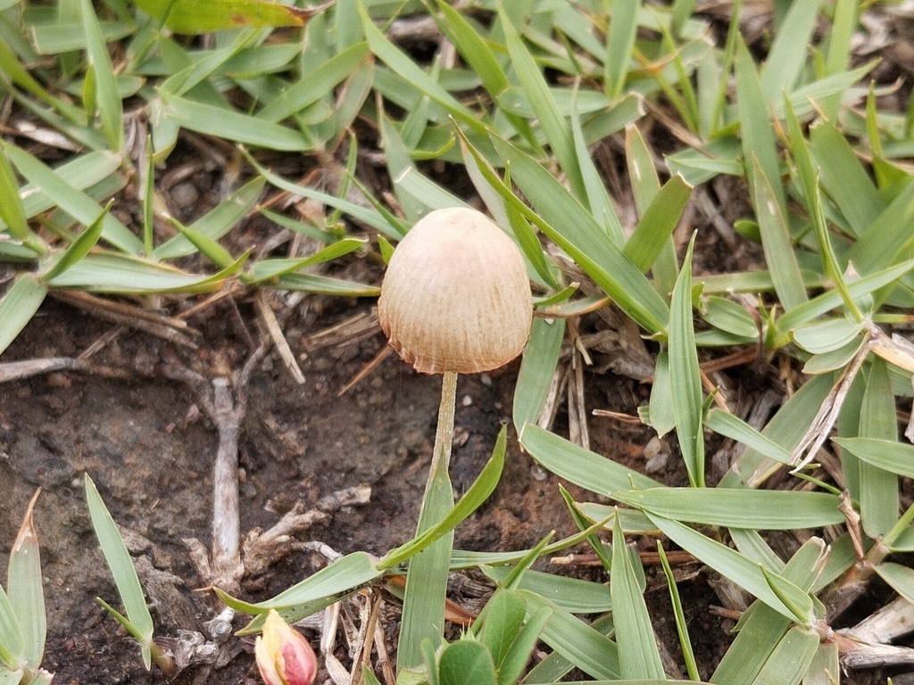 Conocybe apala · January 2024 · photo: © pablocauapc (iNaturalist, cc-by)
