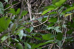 Uropsila leucogastra