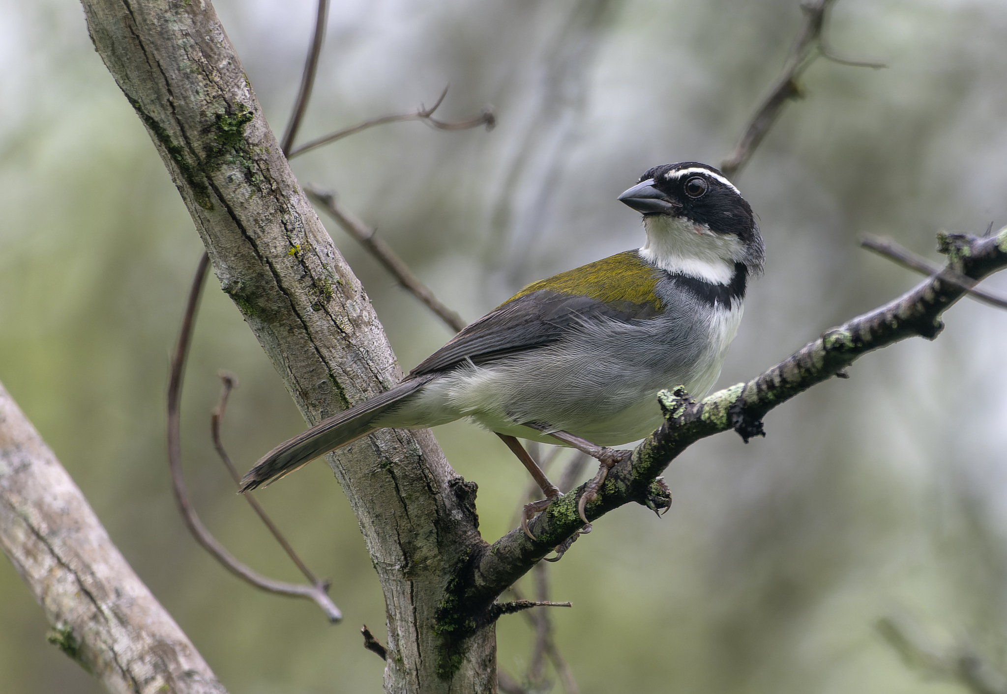 Black-capped Sparrow (Arremon abeillei), photo 3