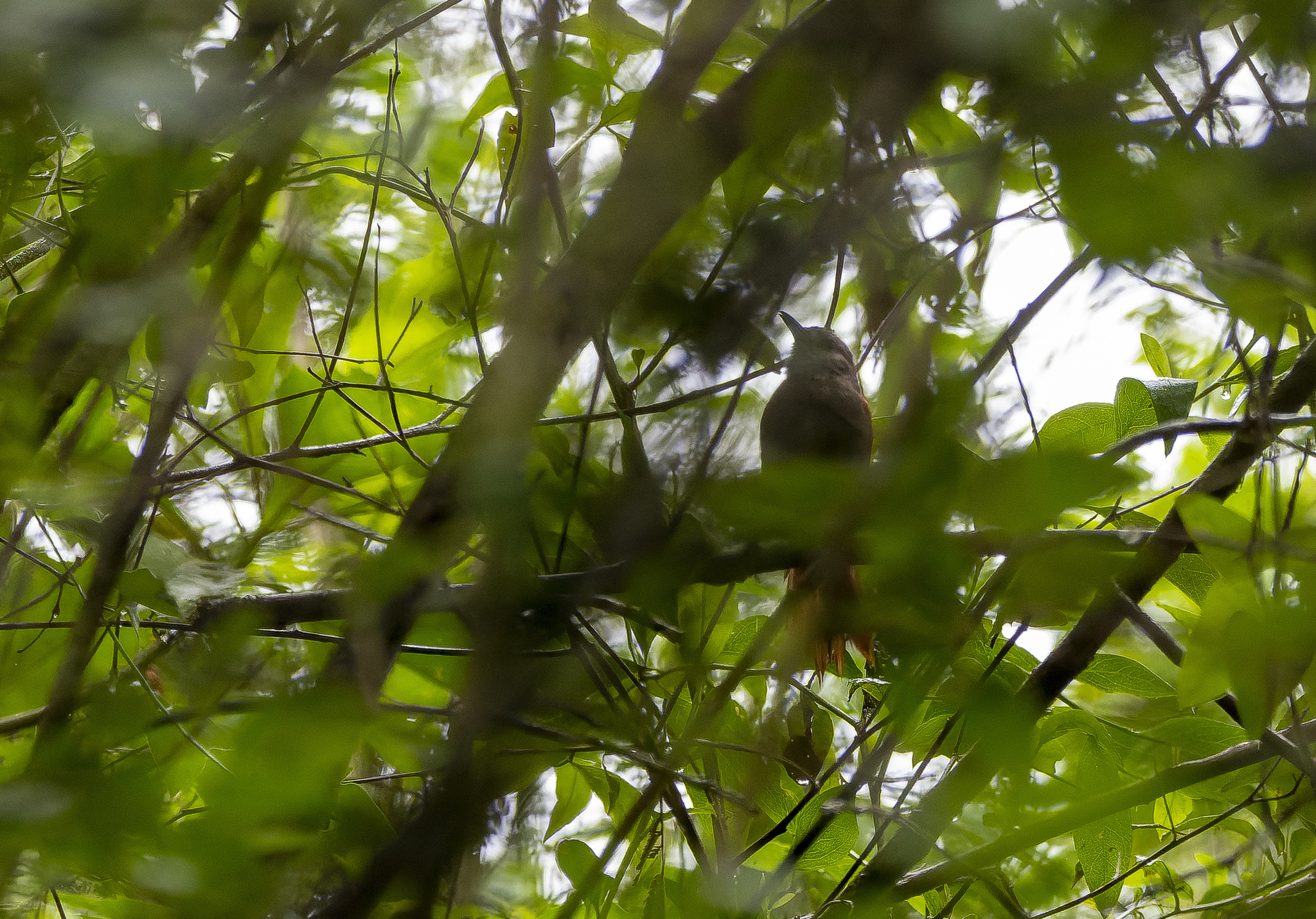 Maranon Spinetail (Synallaxis maranonica), photo 1