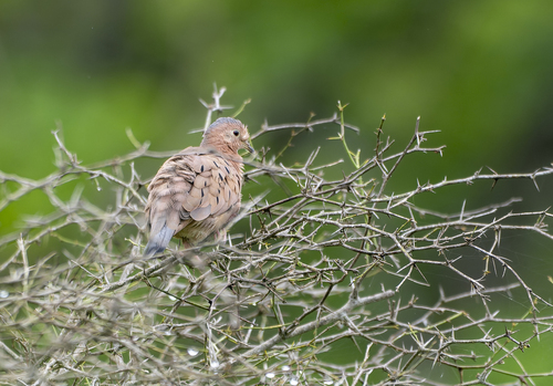 Ecuadorian Ground Dove (Columbina buckleyi), photo 9