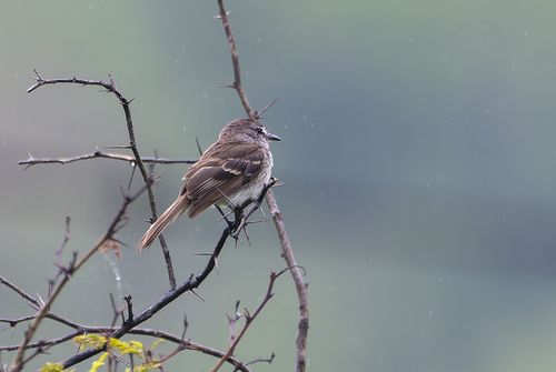 Maranon Tyrannulet (Nesotriccus maranonicus), photo 2