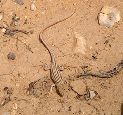 Acanthodactylus boskianus