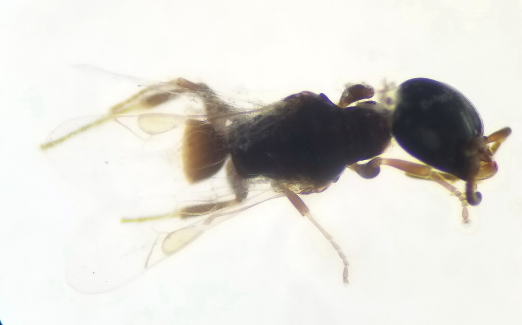 Ammoplanus kohlii