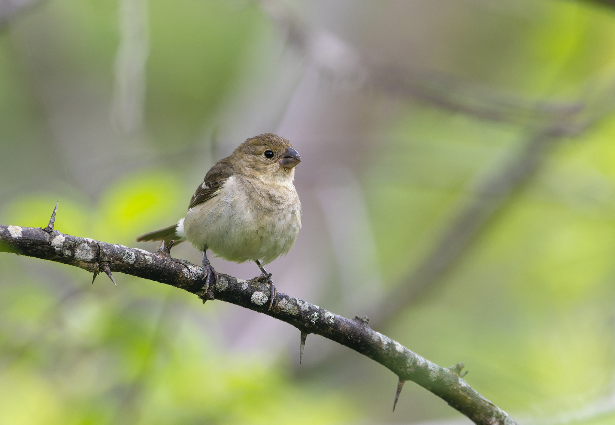 Drab Seedeater (Sporophila simplex), photo 2