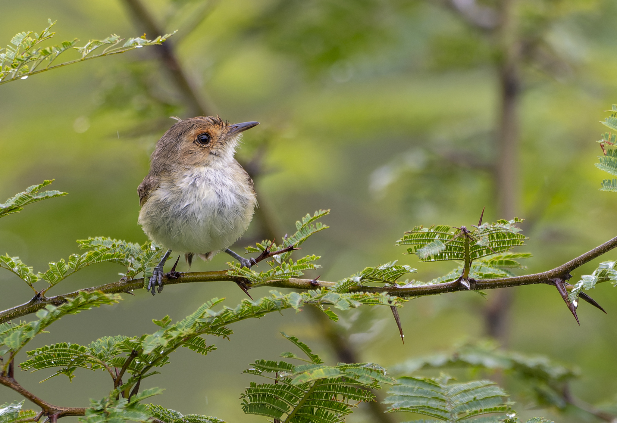 Fulvous-faced Scrub Tyrant (Euscarthmus fulviceps), photo 4