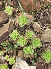 Phedimus stellatus