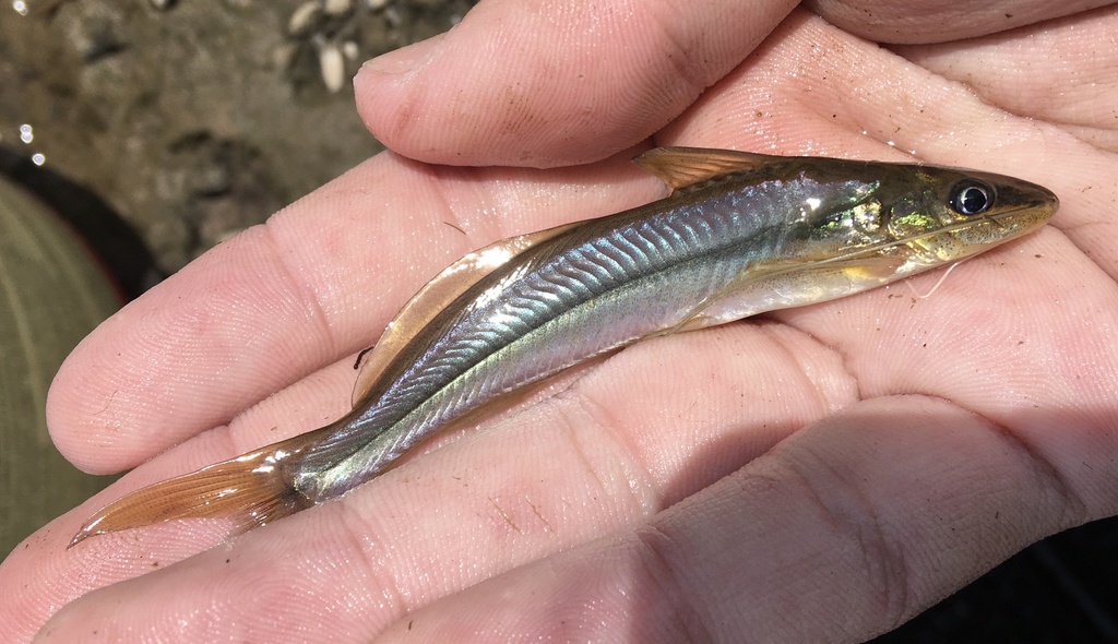 Graceful pimelodella (Pimelodella gracilis) — Heptapteridae