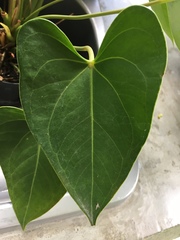 Anthurium andraeanum