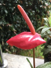 Anthurium andraeanum