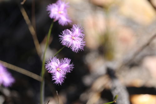 Thysanotus brachiatus thumbnail