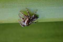 Menemerus transvaalicus