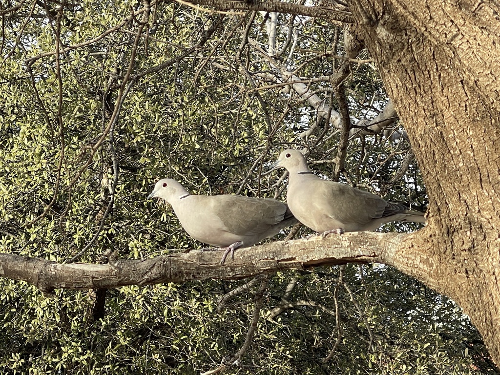 Eurasian CollaredDove from Texas Tech University, Lubbock, TX, US on February 3, 2024 at 0509