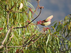 Comarostaphylis glaucescens
