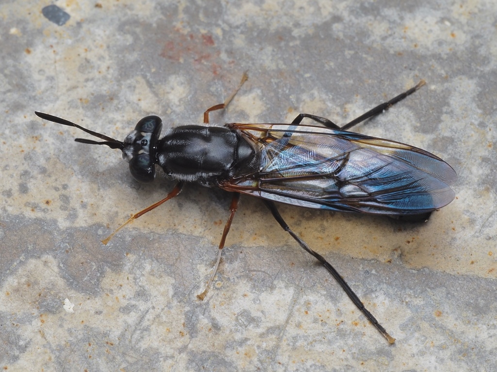 Hermetia pulchra