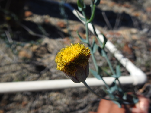 Image of Porophyllum Amplexicaule (Porophyllum amplexicaule) by (c) Leticia Jiménez Hernández, some rights reserved (CC BY-SA)