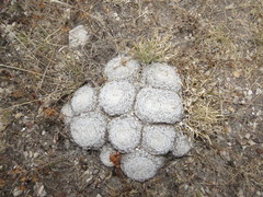 Mammillaria perbella