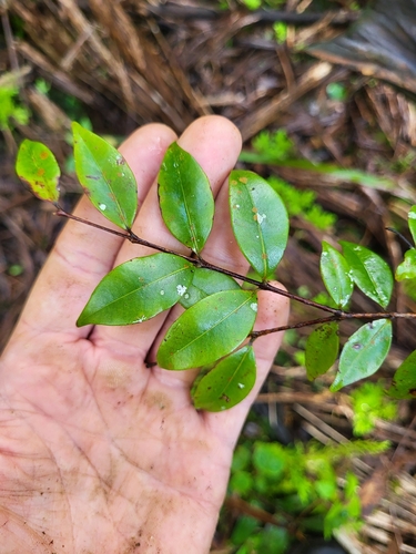 Siphoneugena densiflora, 2024-02-03
