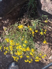 Senecio lemmonii