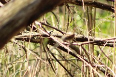 Melospiza georgiana georgiana