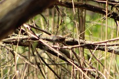 Melospiza georgiana georgiana