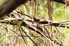 Melospiza georgiana georgiana