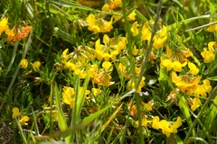 Lotus corniculatus corniculatus